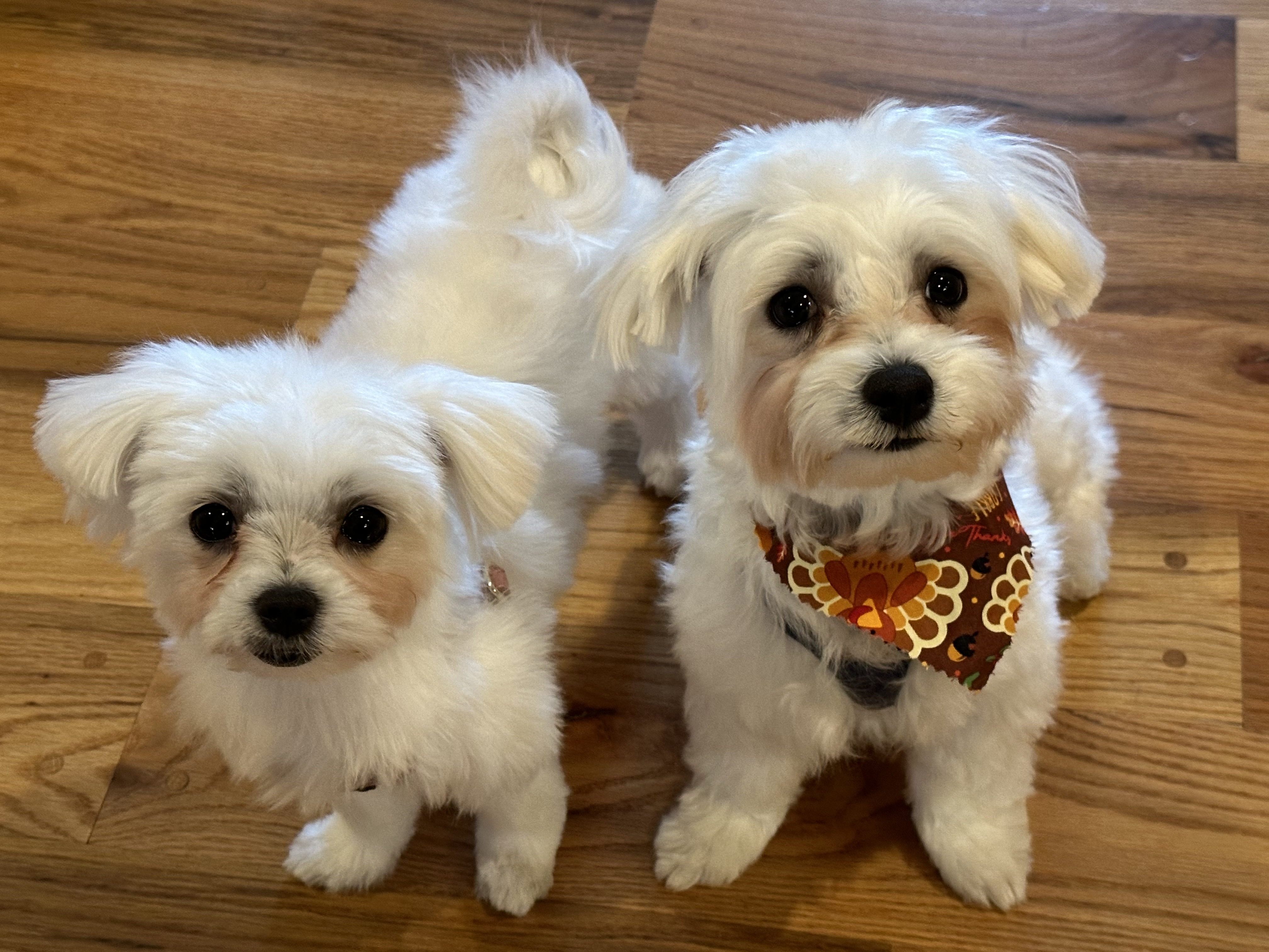 Lucy & Frank are Ready for Thanksgiving
